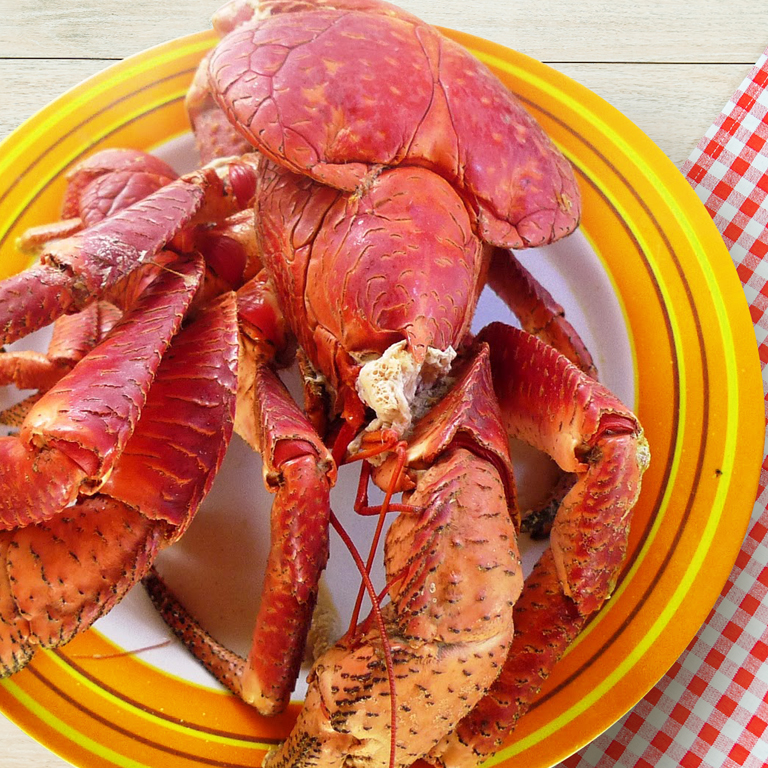 椰子蟹 Birgus latro