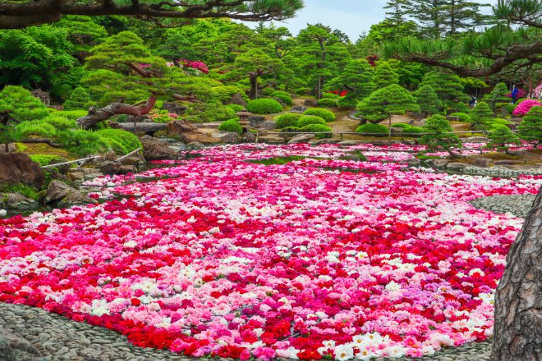 台北神戶廣島山陰山陽&原爆館&水上遊船溫泉六日+岡山後樂園+倉敷美觀地區+鳥取沙丘+嚴島神社(長榮)