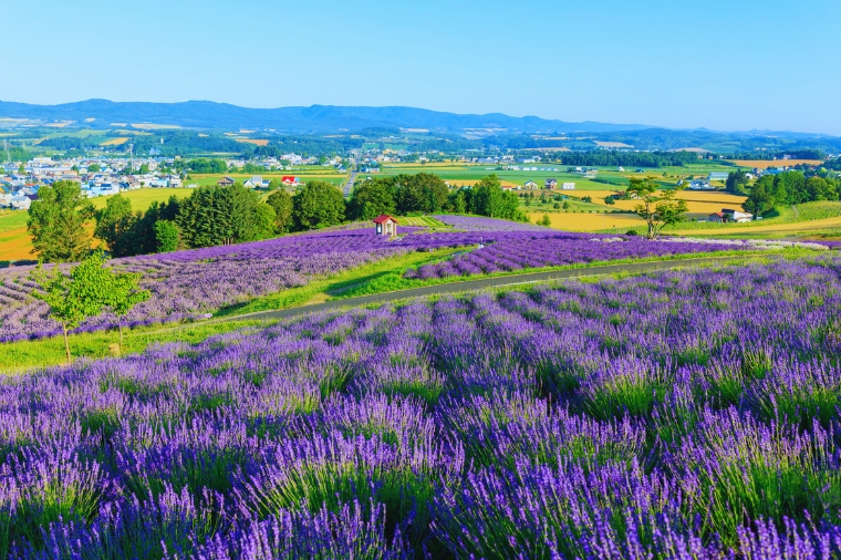北海道富良野哈密瓜吃到飽+函館百萬夜景+洞爺湖花火節+三大蟹和牛水酒無限暢六日(泰越捷)