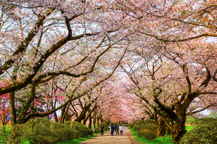 2026櫻舞東北三名所.奧入瀨溪.秋田內陸鐵道.猊鼻溪遊船溫泉五日~飯店升級享受