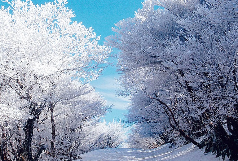 冬季典藏名古屋名花之里幻彩點燈×御在所纜車&樹冰玩雪趣五日～惠那峽遊船‧白川鄉合掌村‧牧歌之里‧熱田神宮‧馬籠宿(星宇)

